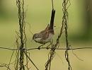 Click image for larger version. 

Name:	Whitethroat_1.jpg 
Views:	215 
Size:	125.4 KB 
ID:	4669