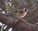 Click image for larger version. 

Name:	Goldfinch.jpg 
Views:	145 
Size:	36.7 KB 
ID:	4693