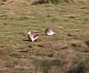 Click image for larger version. 

Name:	Godwits.jpg 
Views:	149 
Size:	38.8 KB 
ID:	4714