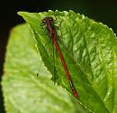 Click image for larger version. 

Name:	large_red_damsel.jpg 
Views:	238 
Size:	188.7 KB 
ID:	4772