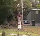Click image for larger version. 

Name:	Giraffe.jpg 
Views:	318 
Size:	43.5 KB 
ID:	4808
