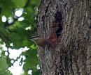 Click image for larger version. 

Name:	nuthatch_1.jpg 
Views:	248 
Size:	147.3 KB 
ID:	4968