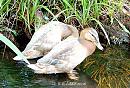Click image for larger version. 

Name:	Leucistic_Ducklings.jpg 
Views:	304 
Size:	178.7 KB 
ID:	5005