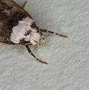 Click image for larger version. 

Name:	Close-up-1-Moth.jpg 
Views:	265 
Size:	289.4 KB 
ID:	5018