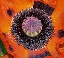 Click image for larger version. 

Name:	Oriental_poppy_1.jpg 
Views:	164 
Size:	270.1 KB 
ID:	5142
