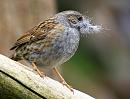 Click image for larger version. 

Name:	dunnock.JPG 
Views:	139 
Size:	74.0 KB 
ID:	5143