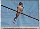 Click image for larger version. 

Name:	Swallow in print.jpg 
Views:	155 
Size:	130.2 KB 
ID:	5163