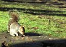 Click image for larger version. 

Name:	Grey-Squirrel.jpg 
Views:	157 
Size:	474.5 KB 
ID:	5168