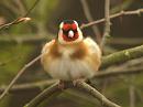 Click image for larger version. 

Name:	Goldfinch.jpg 
Views:	179 
Size:	380.1 KB 
ID:	52