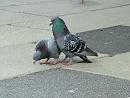 Click image for larger version. 

Name:	08-06-06-4058 - SHRUNK - courting pigeon 1.jpg 
Views:	993 
Size:	354.7 KB 
ID:	5223