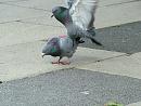 Click image for larger version. 

Name:	08-06-06-4059 - SHRUNK - courting pigeon 2.jpg 
Views:	874 
Size:	360.5 KB 
ID:	5224