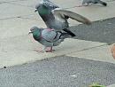 Click image for larger version. 

Name:	08-06-06-4060 - SHRUNK - courting pigeon 3.jpg 
Views:	310 
Size:	364.6 KB 
ID:	5225