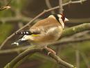 Click image for larger version. 

Name:	Goldfinch1.jpg 
Views:	220 
Size:	349.6 KB 
ID:	53