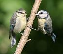 Click image for larger version. 

Name:	blue tits.JPG 
Views:	172 
Size:	84.9 KB 
ID:	5459