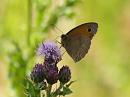 Click image for larger version. 

Name:	meadow_brown_1.jpg 
Views:	158 
Size:	93.7 KB 
ID:	5538