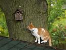 Click image for larger version. 

Name:	cat_bird_box.jpg 
Views:	149 
Size:	115.6 KB 
ID:	5636