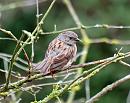 Click image for larger version. 

Name:	dunnock.jpg 
Views:	181 
Size:	176.6 KB 
ID:	5637