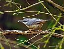 Click image for larger version. 

Name:	nuthatch.jpg 
Views:	2363 
Size:	111.3 KB 
ID:	5638