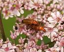 Click image for larger version. 

Name:	Soldier_beetle_ Rhagonycha_fulva_1.jpg 
Views:	160 
Size:	190.5 KB 
ID:	5649