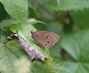 Click image for larger version. 

Name:	ringlet_butterfly.jpg 
Views:	165 
Size:	133.9 KB 
ID:	5727