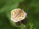 Click image for larger version. 

Name:	meadow_brown_1.jpg 
Views:	170 
Size:	109.2 KB 
ID:	5761