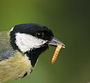 Click image for larger version. 

Name:	great tit.JPG 
Views:	179 
Size:	157.5 KB 
ID:	579
