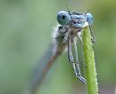 Click image for larger version. 

Name:	blue_damsel_fly.jpg 
Views:	171 
Size:	375.7 KB 
ID:	5794