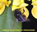 Click image for larger version. 

Name:	BEE TRYING TO EXTRACT POLLEN FROM A SILK FLOWER.jpg 
Views:	175 
Size:	260.4 KB 
ID:	5839