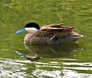 Click image for larger version. 

Name:	Argentinian-Ruddy-Duck.jpg 
Views:	1515 
Size:	493.4 KB 
ID:	5875