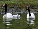 Click image for larger version. 

Name:	Black-Necked-Swans.jpg 
Views:	696 
Size:	335.2 KB 
ID:	5877