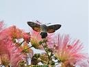 Click image for larger version. 

Name:	hummingbird_hawk_moth_1.jpg 
Views:	352 
Size:	152.4 KB 
ID:	5935