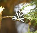 Click image for larger version. 

Name:	jersey_tiger_moth.jpg 
Views:	266 
Size:	125.4 KB 
ID:	5937