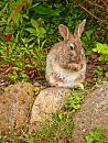 Click image for larger version. 

Name:	Rabbit-looking-like-a-squirrel.jpg 
Views:	601 
Size:	497.8 KB 
ID:	5988