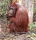 Click image for larger version. 

Name:	Orangutan.jpg 
Views:	189 
Size:	228.3 KB 
ID:	5992