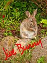 Click image for larger version. 

Name:	jive-bunny.jpg 
Views:	149 
Size:	445.2 KB 
ID:	5993