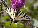 Click image for larger version. 

Name:	scarce_swallowtail.jpg 
Views:	216 
Size:	155.3 KB 
ID:	5998