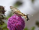 Click image for larger version. 

Name:	scarce_swallowtail_1.jpg 
Views:	184 
Size:	133.7 KB 
ID:	5999