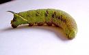 Click image for larger version. 

Name:	Lime Hawk Moth Caterpillar.jpg 
Views:	27886 
Size:	71.0 KB 
ID:	605