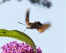 Click image for larger version. 

Name:	hummingbird_hawk_moth_4.jpg 
Views:	285 
Size:	156.7 KB 
ID:	6054