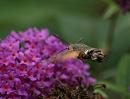 Click image for larger version. 

Name:	hummingbird_hawk_moth_5.jpg 
Views:	261 
Size:	194.0 KB 
ID:	6055