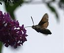 Click image for larger version. 

Name:	hummingbird_hawk_moth_7.jpg 
Views:	253 
Size:	110.0 KB 
ID:	6057