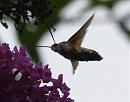 Click image for larger version. 

Name:	hummingbird_hawk_moth_11.jpg 
Views:	317 
Size:	98.5 KB 
ID:	6061