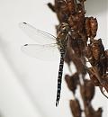 Click image for larger version. 

Name:	migrant_hawker.jpg 
Views:	220 
Size:	157.3 KB 
ID:	6127
