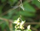 Click image for larger version. 

Name:	emerald_damselfly.jpg 
Views:	153 
Size:	118.1 KB 
ID:	6143