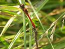 Click image for larger version. 

Name:	ruddy_darter_mating.jpg 
Views:	166 
Size:	183.5 KB 
ID:	6147