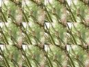 Click image for larger version. 

Name:	Chiffchaff_collage_small.jpg 
Views:	188 
Size:	261.7 KB 
ID:	6152