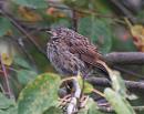 Click image for larger version. 

Name:	Dunnock.jpg 
Views:	448 
Size:	110.3 KB 
ID:	6229