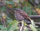 Click image for larger version. 

Name:	Dunnock_1.jpg 
Views:	644 
Size:	117.9 KB 
ID:	6230