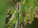 Click image for larger version. 

Name:	damselfly.jpg 
Views:	195 
Size:	187.7 KB 
ID:	6266