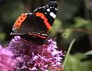 Click image for larger version. 

Name:	Red Admiral.jpg 
Views:	156 
Size:	33.2 KB 
ID:	6354